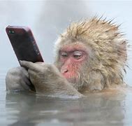 Image result for Monkey with iPhone