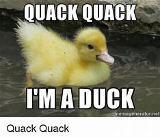 Image result for Quacking Duck Meme