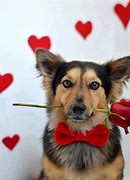 Image result for Corazon Dog