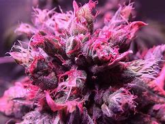 Image result for 7G of Weed
