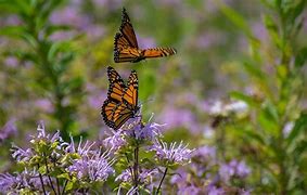 Image result for Time-Lapse Wild Flower