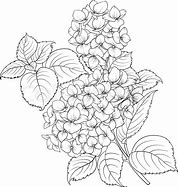 Image result for Giethoorn Hydrangea