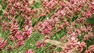Bildergebnis für Lavandula angustifolia Hidcote Pink