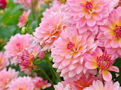 Image result for Mexican Dahlia