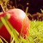 Image result for Beautiful Apple