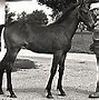Image result for Seattle Slew Muscles