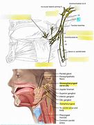 Image result for 9th Cranial Nerve