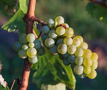 Image result for Grape Vine Identification