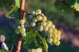 Image result for Grape Stem