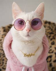 Image result for Really Cool Cats