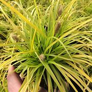 Image result for Carex oshimensis Everoro