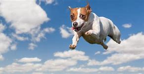Image result for Flying Dog in the Sky