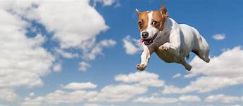 Image result for Dog Flying in the Sun