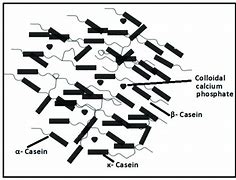 Image result for Casein Molecular Structure
