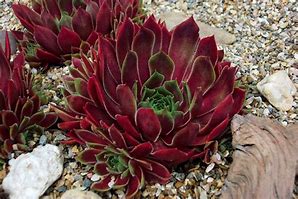 Image result for Sempervivum Lipari