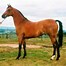 Image result for Arabian Horse Known For