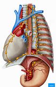 Image result for Thoracic Duct Anatomy