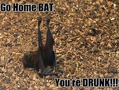 Image result for Bat Being Funny