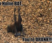 Image result for Hot Bat Meme