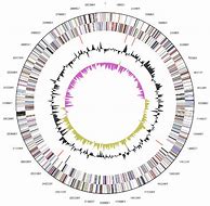 Image result for Human Chromosome Gene Map