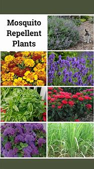 Image result for List of Mosquito Repellent Plants