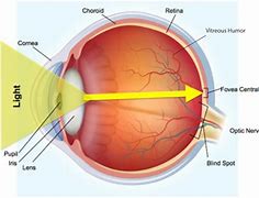 Image result for Anatomy of Sight