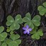 Image result for Wild Plants You Can Eat