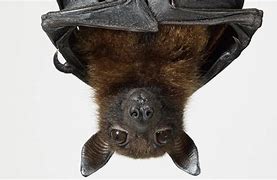 Image result for Bat Stock Image