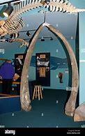 Image result for Whale Jaw Bone