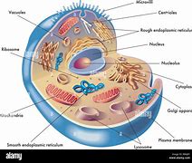 Image result for Anatomical Human Cell Drawing