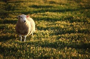 Image result for Domestic sheep