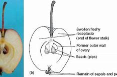 Image result for False Fruit Anatomy Apple