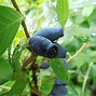 Image result for Lonicera kamtschatica Bee Myberry