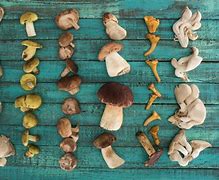 Image result for 3 Grams of Mushrooms