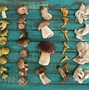 Image result for 5 Grams of Mushrooms