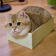 Image result for Cat Loaf