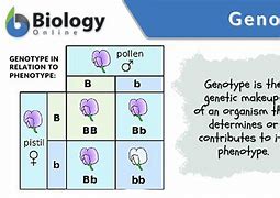 Image result for Genotype