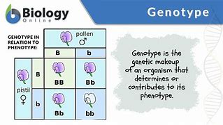 Image result for Genotype Symbols