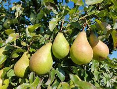 Image result for Pyrus Serikensis