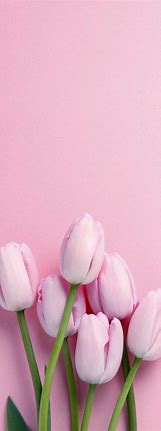 Image result for Flower Wallpaper for iPhone 15 Pro Max