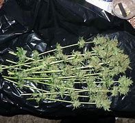 Image result for Larry OG Strain Seed