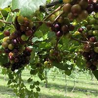 Image result for Muscadine Grape Vine Leaves