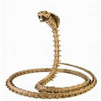 Image result for Snake Prop