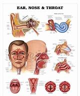 Image result for Outgrowths On-Ear Medical