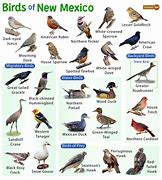 Image result for Species of Birds of New Mexico