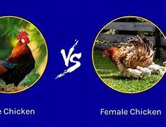 Image result for Physical Difference Between Male and Female