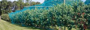 Image result for Tree Netting