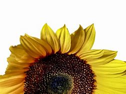 Image result for Sunflower