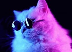 Image result for Cat Meme Glasses