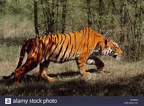Image result for Bengal Tiger Stalking